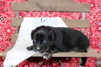 Wimberly ASDR Miniature Australian Shepherd, a female Miniature Australian Shepherd for sale in Royse City, TX – 8 of 8