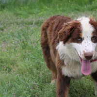 Neptune, a male Australian Shepherd for sale in Royse City, TX – Photo 8 of 10