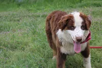 Neptune, a male Australian Shepherd for sale in Royse City, TX – Photo 8 of 10