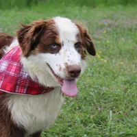 Neptune, a male Australian Shepherd for sale in Royse City, TX – Photo 1 of 10
