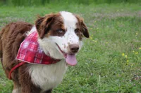 Neptune, a male Australian Shepherd for sale in Royse City, TX – Photo 1 of 10