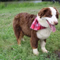 Neptune, a male Australian Shepherd for sale in Royse City, TX – Photo 9 of 10