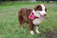 Neptune, a male Australian Shepherd for sale in Royse City, TX – Photo 9 of 10