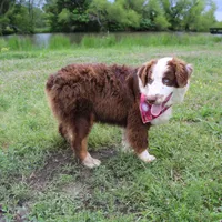 Neptune, a male Australian Shepherd for sale in Royse City, TX – Photo 5 of 10