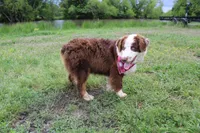 Neptune, a male Australian Shepherd for sale in Royse City, TX – Photo 5 of 10