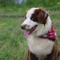 Neptune, a male Australian Shepherd for sale in Royse City, TX – Photo 2 of 10
