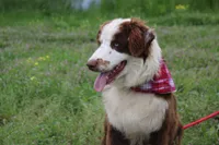 Neptune, a male Australian Shepherd for sale in Royse City, TX – Photo 2 of 10