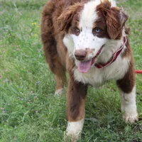 Neptune, a male Australian Shepherd for sale in Royse City, TX – Photo 6 of 10