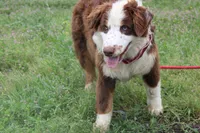 Neptune, a male Australian Shepherd for sale in Royse City, TX – Photo 6 of 10