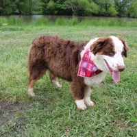 Neptune, a male Australian Shepherd for sale in Royse City, TX – Photo 3 of 10
