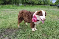 Neptune, a male Australian Shepherd for sale in Royse City, TX – Photo 3 of 10