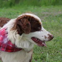 Neptune, a male Australian Shepherd for sale in Royse City, TX – Photo 4 of 10
