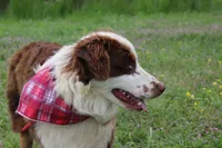 Neptune, a male Australian Shepherd for sale in Royse City, TX – Photo 4 of 10