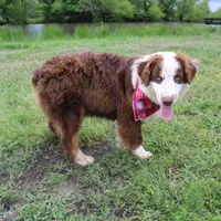 Neptune, a male Australian Shepherd for sale in Royse City, TX – Photo 7 of 10