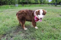Neptune, a male Australian Shepherd for sale in Royse City, TX – Photo 7 of 10