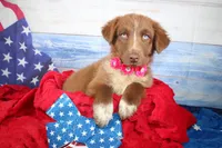 Oakley AKC Red Tri Female, a female Australian Shepherd for sale in Royse City, TX – 1 of 9