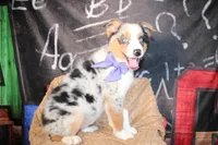 Rain ASCA/ASDR, a female Australian Shepherd for sale in Royse City, TX – 6 of 9