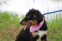 Bayou Puppy Pre-K Graduate, a male Australian Shepherd for sale in Royse City, TX – 7 of 9