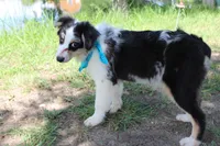Knox, a male Australian Shepherd for sale in Royse City, TX – 9 of 10
