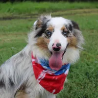 Loki, a male Miniature Australian Shepherd for sale in Royse City, TX – Photo 4 of 10