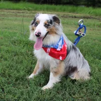 Loki, a male Miniature Australian Shepherd for sale in Royse City, TX – Photo 5 of 10