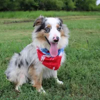 Loki, a male Miniature Australian Shepherd for sale in Royse City, TX – Photo 1 of 10