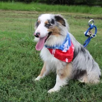 Loki, a male Miniature Australian Shepherd for sale in Royse City, TX – Photo 10 of 10