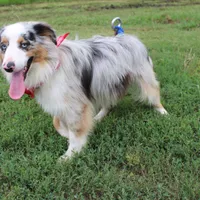 Loki, a male Miniature Australian Shepherd for sale in Royse City, TX – Photo 3 of 10