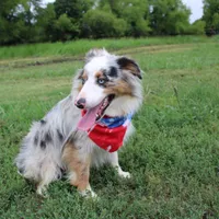 Loki, a male Miniature Australian Shepherd for sale in Royse City, TX – Photo 2 of 10