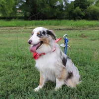 Loki, a male Miniature Australian Shepherd for sale in Royse City, TX – Photo 7 of 10