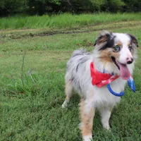 Loki, a male Miniature Australian Shepherd for sale in Royse City, TX – Photo 9 of 10