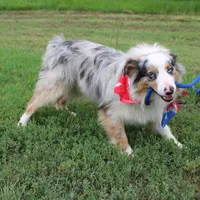Loki, a male Miniature Australian Shepherd for sale in Royse City, TX – Photo 8 of 10