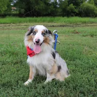 Loki, a male Miniature Australian Shepherd for sale in Royse City, TX – Photo 6 of 10