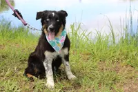 Bluff ASCA/AKC/ASDR, Puppy Pre-K Graduate, a female Australian Shepherd for sale in Royse City, TX – 4 of 8