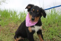 Bayou Puppy Pre-K Graduate, a male Australian Shepherd for sale in Royse City, TX – 8 of 9