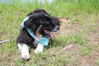 Bluff ASCA/AKC/ASDR, Puppy Pre-K Graduate, a female Australian Shepherd for sale in Royse City, TX – 8 of 8