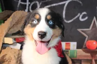 Cash AKC , a male Australian Shepherd for sale in Royse City, TX – 7 of 10