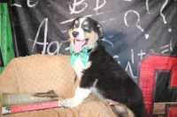 Brooks AKC , a male Australian Shepherd for sale in Royse City, TX – 6 of 9