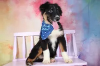 Keno AKC Puppy Pre-K Graduate, a male Australian Shepherd for sale in Royse City, TX – 6 of 9