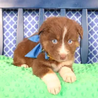 George, a male Australian Shepherd for sale in Royse City, TX – Photo 6 of 9