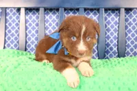 George, a male Australian Shepherd for sale in Royse City, TX – Photo 5 of 9