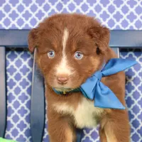 George, a male Australian Shepherd for sale in Royse City, TX – Photo 8 of 9