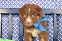 George, a male Australian Shepherd for sale in Royse City, TX – Photo 7 of 9