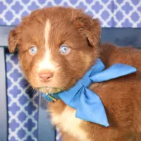 George, a male Australian Shepherd for sale in Royse City, TX – Photo 4 of 9