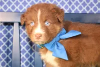 George, a male Australian Shepherd for sale in Royse City, TX – Photo 3 of 9