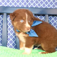 George, a male Australian Shepherd for sale in Royse City, TX – Photo 7 of 9