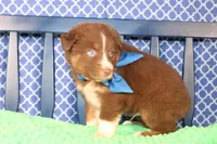 George, a male Australian Shepherd for sale in Royse City, TX – Photo 6 of 9