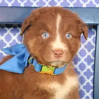 George, a male Australian Shepherd for sale in Royse City, TX – Photo 1 of 9