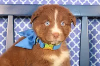 George, a male Australian Shepherd for sale in Royse City, TX – Photo 8 of 9