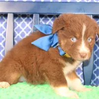 George, a male Australian Shepherd for sale in Royse City, TX – Photo 2 of 9